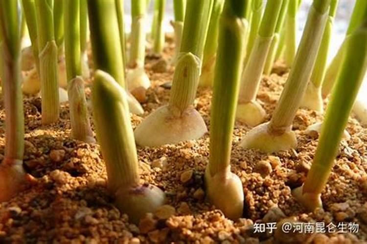 国内氨基酸水溶肥生产厂家有哪些？