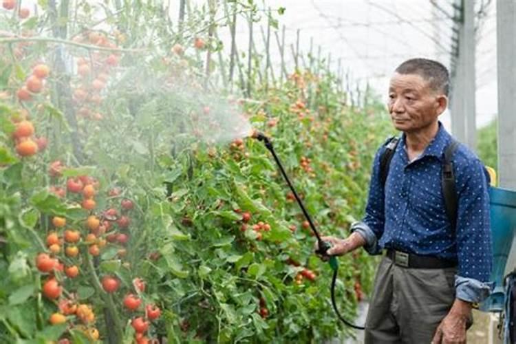 西红柿对花以后能冲肥吗？