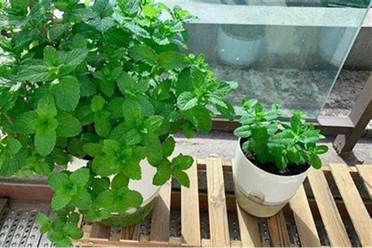 玉米什么时间追施尿素