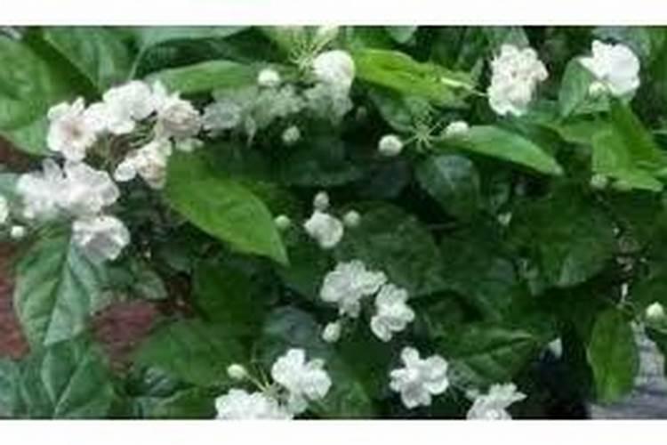 茉莉花叶子变黑咋回事改咋办