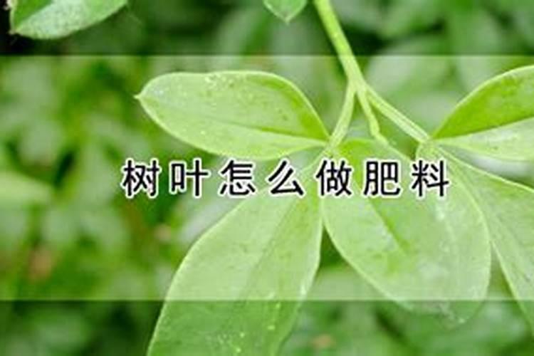 枯树叶怎样发酵成肥料？