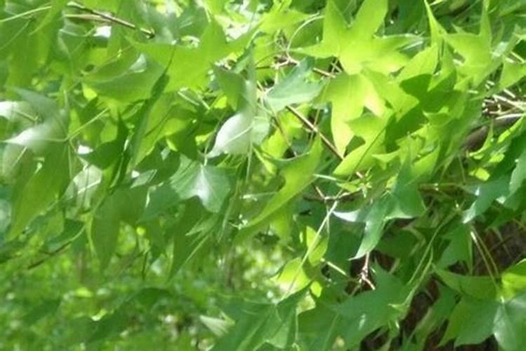 请问老师怎样给香蕉施肥？