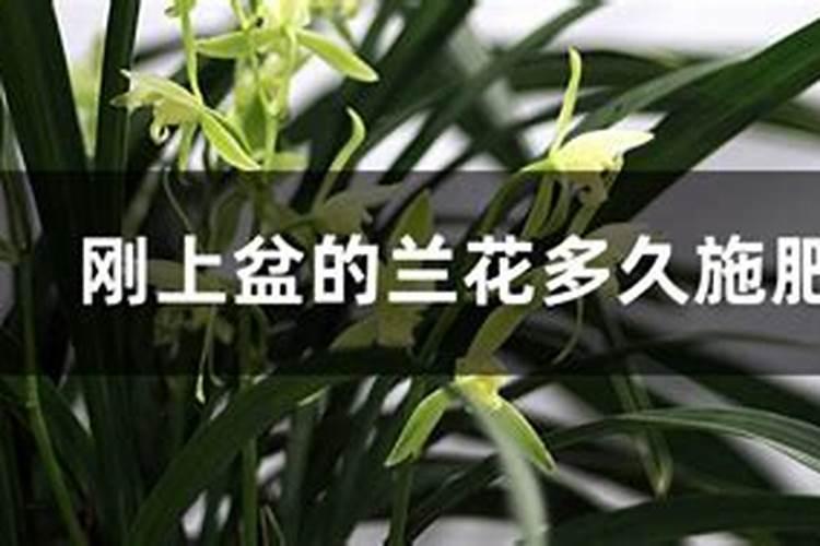 豆角结荚期怎样施肥 注意事项有哪些