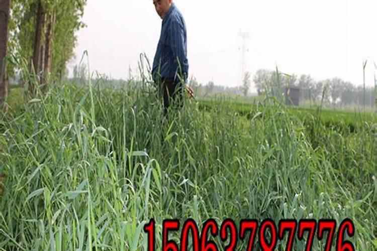 水溶肥是什么肥料