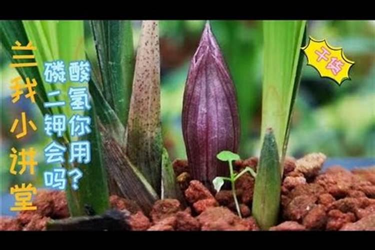 植物根系不发达想要施肥,应该施什么肥呢？