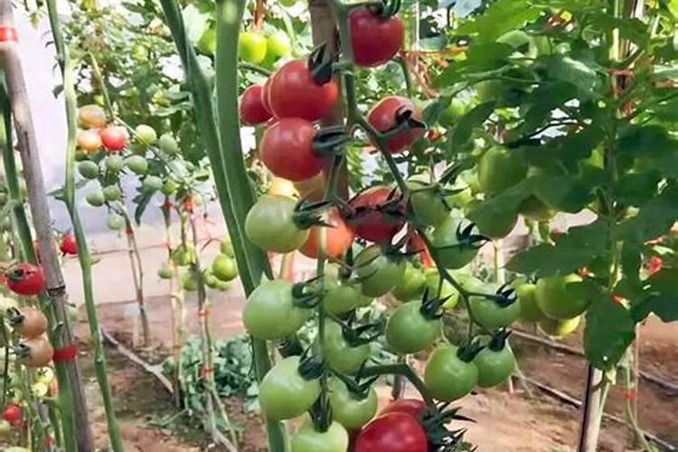 种植西红柿铺什么肥会色绎艳丽