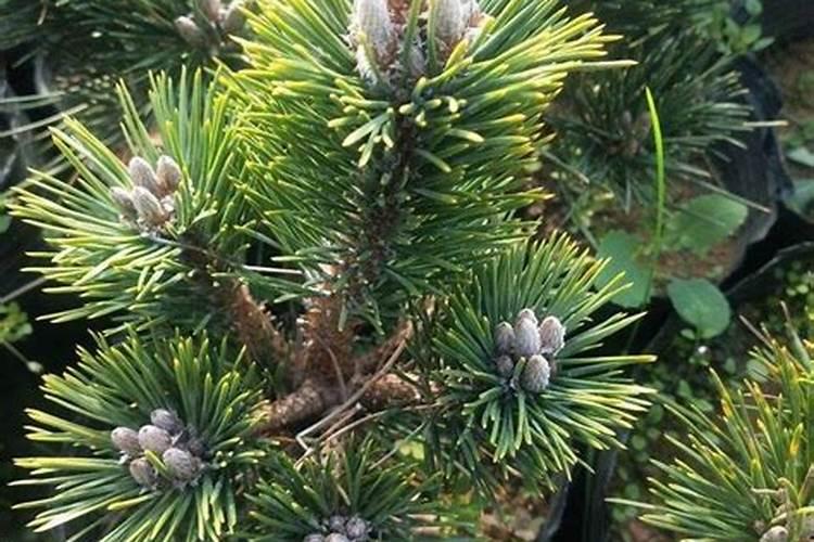 腐植酸水溶肥有哪些优点