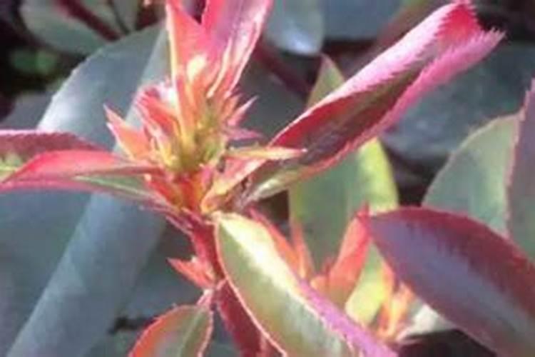 红叶石楠树小叶病怎么治？