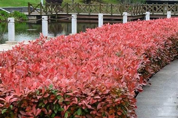 红叶石楠球t该怎样种植成活率高？