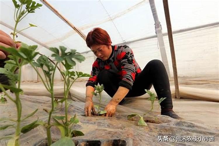 红叶石楠这样管理,它的叶子会更红!