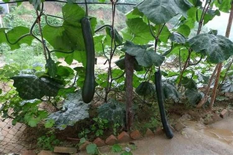 农民种植黄豆,为什么农民都很喜欢用农家肥,却不用化肥呢？