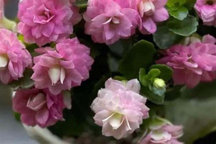 花椒叶面肥多久打好
