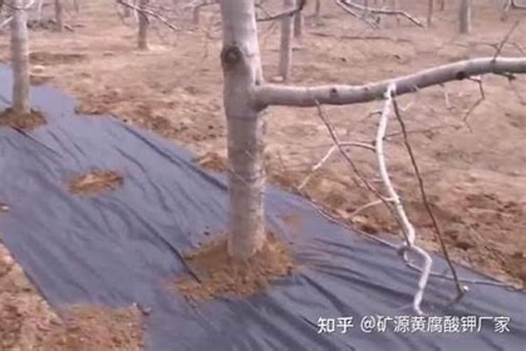 生姜追肥用什么肥料好