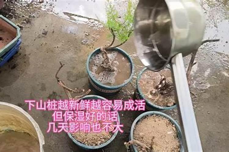尿素适合什么植物(尿素适合什么作物)