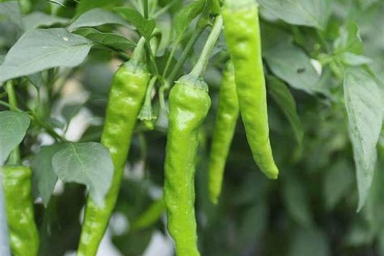 户外露天草莓的种植管理技巧 草莓户外种植方法简单