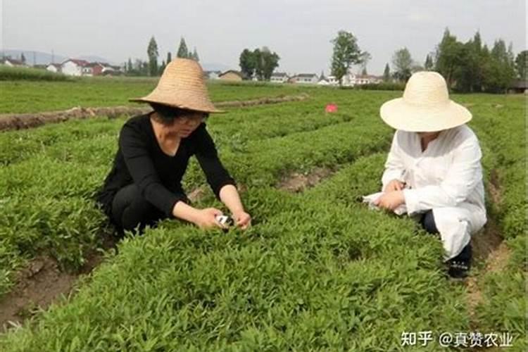 请问元胡播种前种子消毒浸种用什么杀菌剂好!咪鲜胺 多菌灵 还是 甲霜...