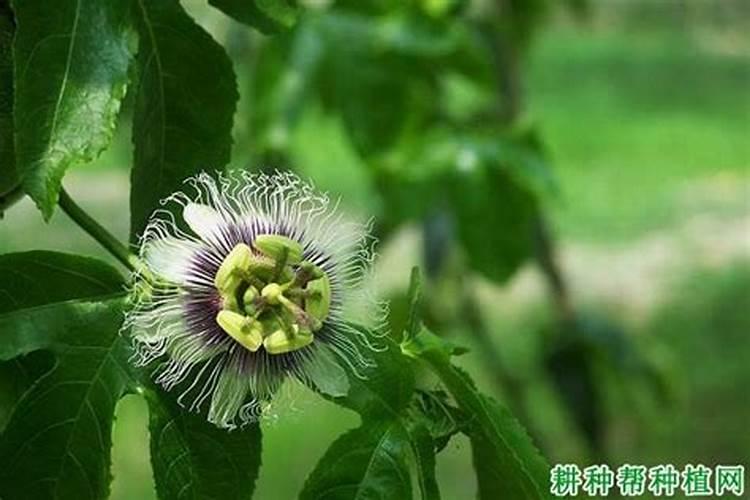 百香果养殖方法和注意事项