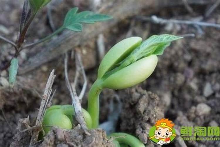 什么情况下需要喷叶面肥 绿植叶面肥施用指南