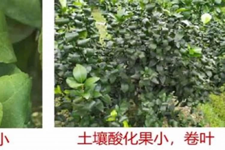 柑橘采收前如何进行水肥管理 高产的方法是什么