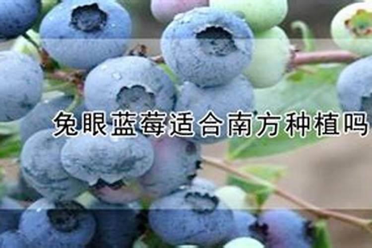 蓝莓用什么鱼蛋白好