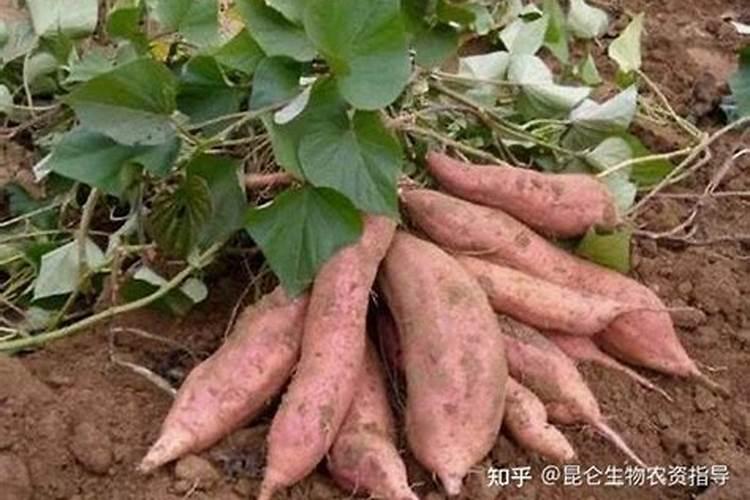 种红薯用什么肥料,才能让红薯的产量高？