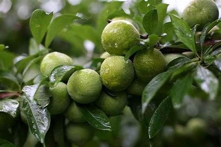 番茄裂果怎么办？咋治？