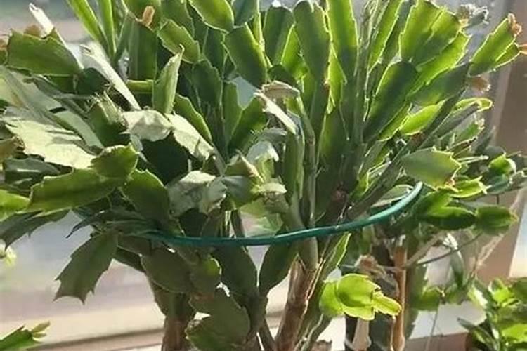 刚换盆蟹爪兰能喷三元肥料吗有毒吗