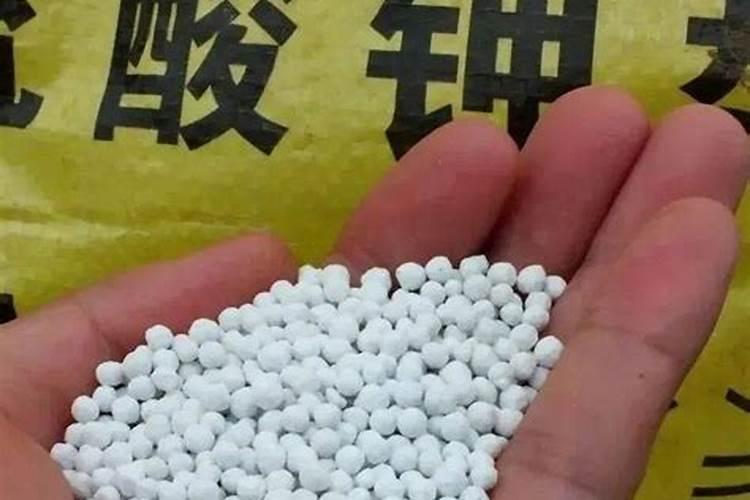 柑橘全年如何施肥 施肥关键点是什么