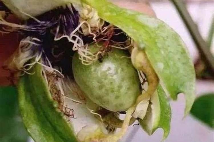 钾肥对水稻的作用有哪些