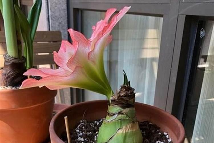 赤霉素与芸苔素哪个好