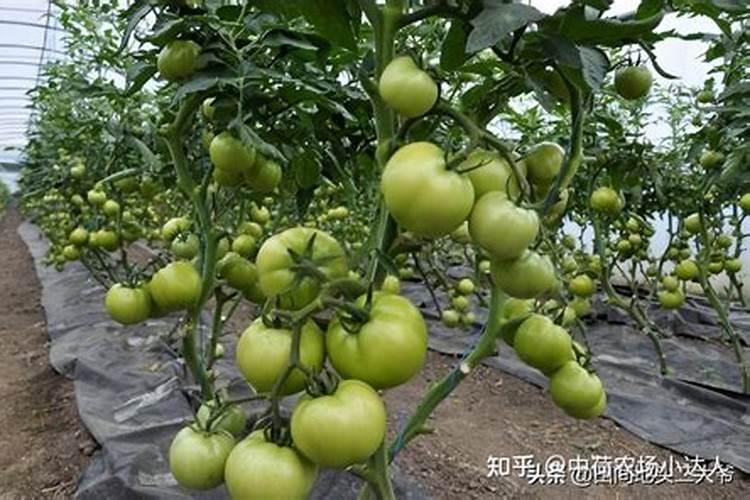 氮肥施用方法及注意事项