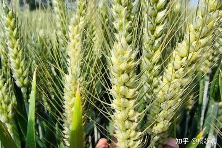 种小麦用什么肥料比较好