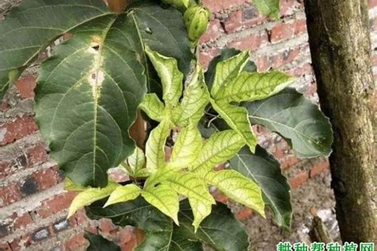 百香果不开花不结果是什么原因