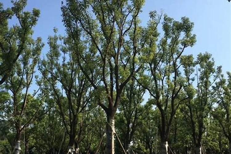 香樟树用什么肥料最好
