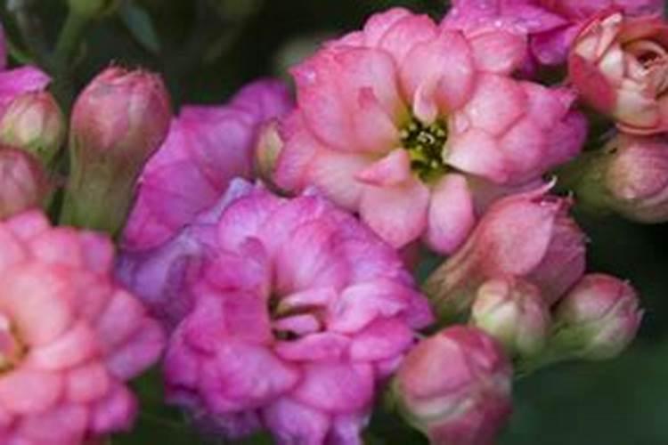 磷肥泡水可以浇花吗