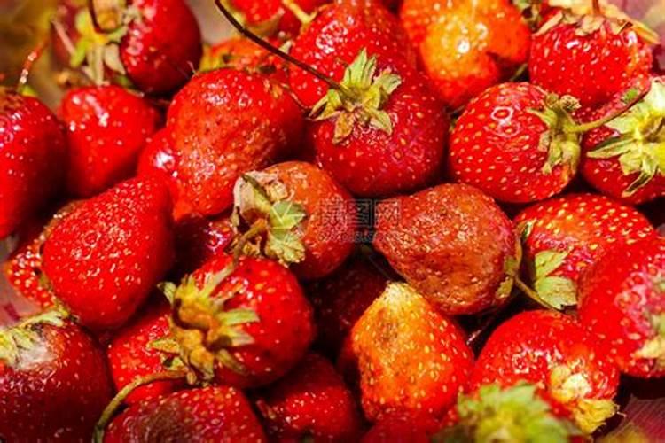 烂草莓可以当养花的肥料吗