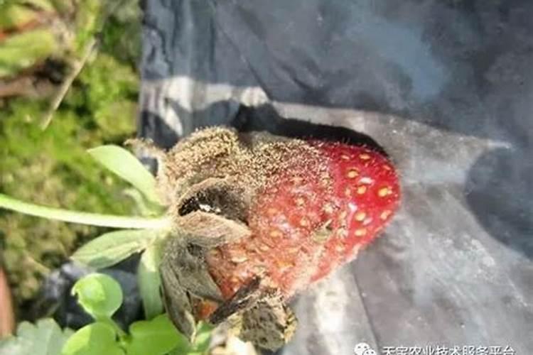 除草剂药害原因是什么？除草剂药害原因详谈