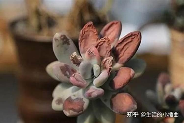 绣球花开春怎么养护？