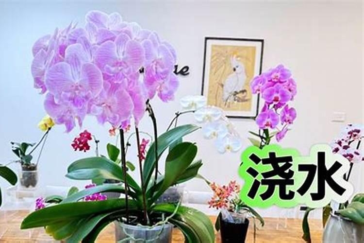如何养护蝴蝶兰冒花芽