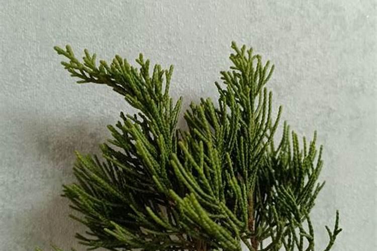 韭菜浇水的正确方法
