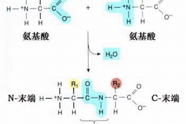 氨基酸肥料的功效与作用,氨基酸肥料和腐殖酸肥料有什么区别