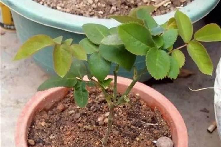 毛慈菇种植技术