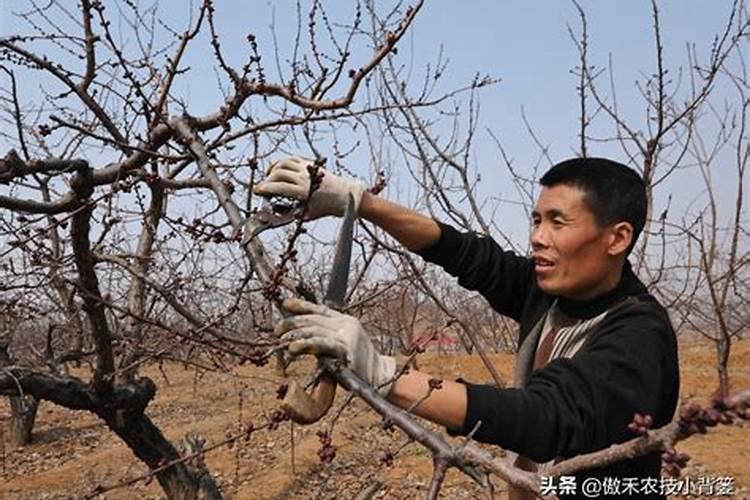 小柴胡种植需要满足怎样的肥力条件？