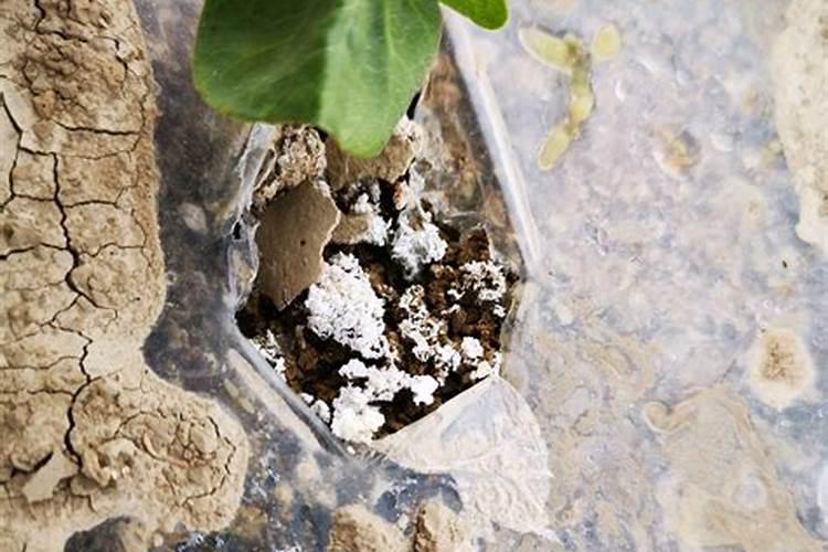 洪雅县金龙生物科技有限公司怎么样？