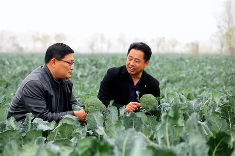 西兰花追肥用什么肥料好