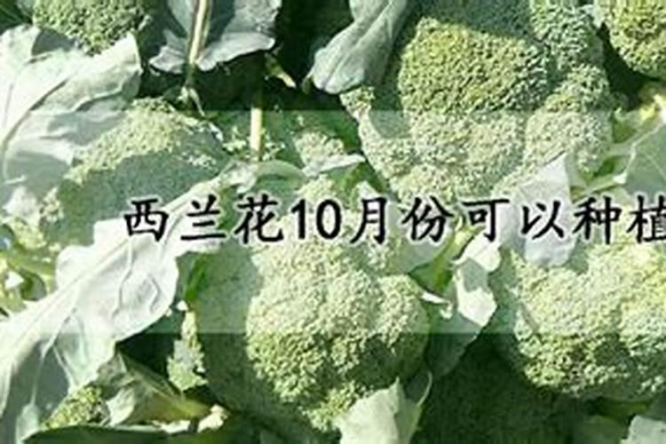 西兰花要施什么肥最好