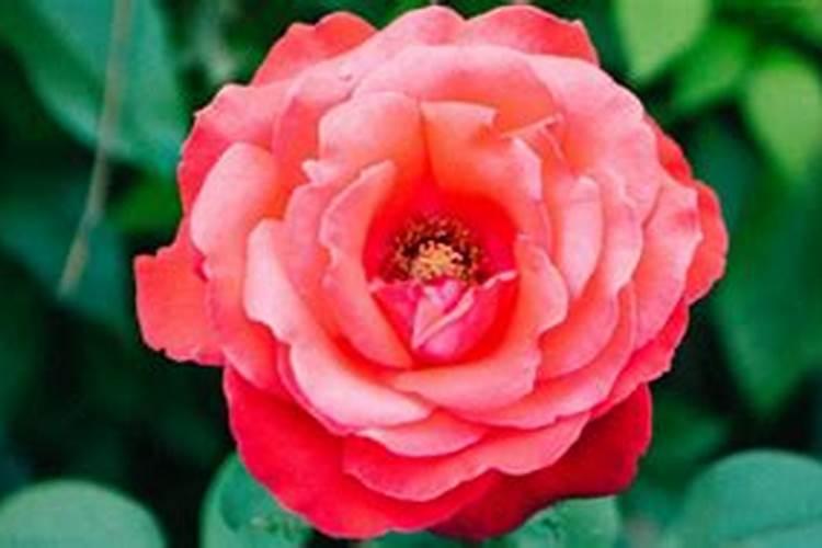 月季花开花能施肥吗 月季花开花能否施肥