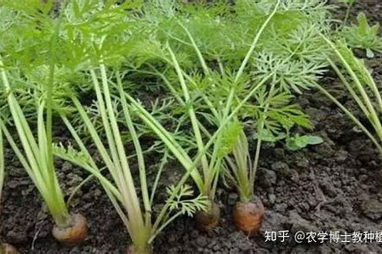 胡萝卜的叶子出现枯萎是什么原因？