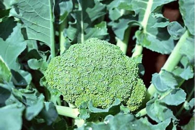 西兰花施什么肥最好