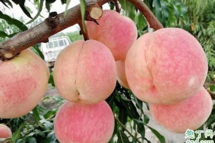 豆类植物根部是固氮还是不固氮